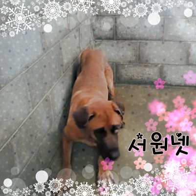 군산유기동물보호센터_445467202301377